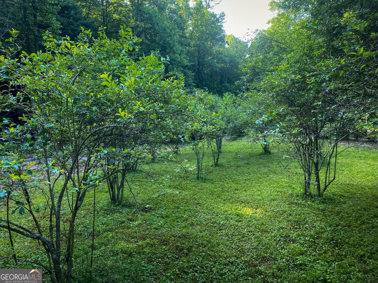 2151 Old Northcutt Road Ellijay - 58