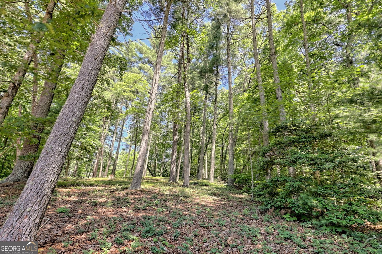 208 Colony Road Dillard - 42