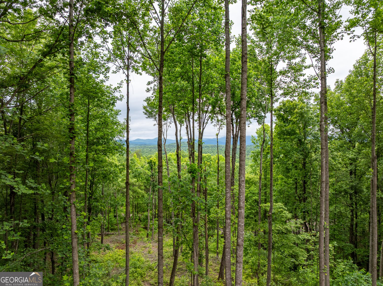 785 Bears Paw Drive Ellijay - 64