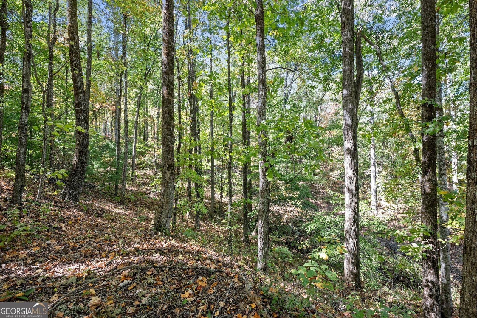 772 Glassy Mountain Road Tiger - 35