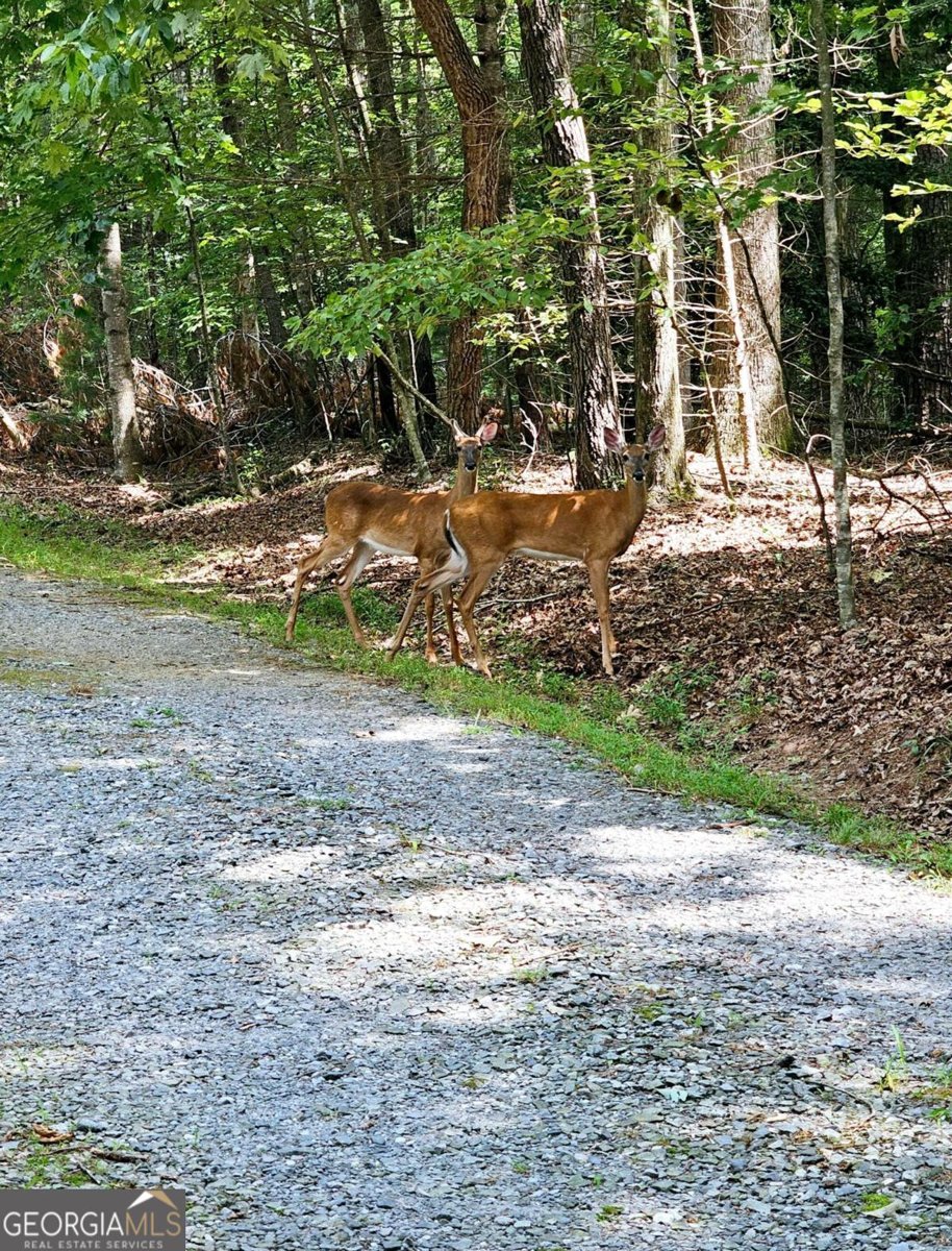 44 D Court Ellijay - 46