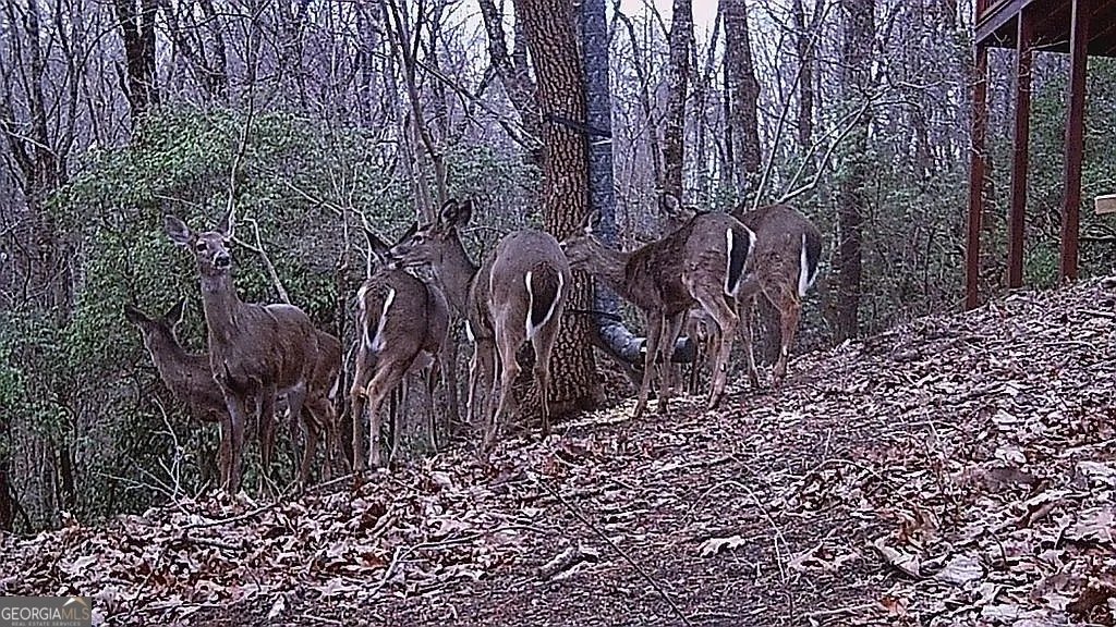 137 Ascherman Court Blue Ridge - 38