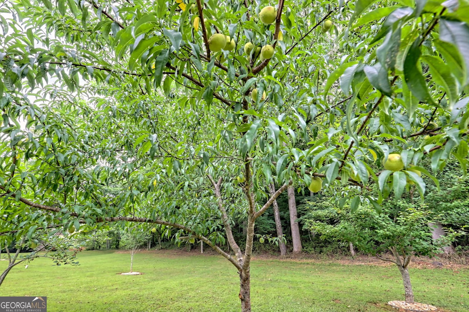 4505 McCullum Trail Hiawassee - 81