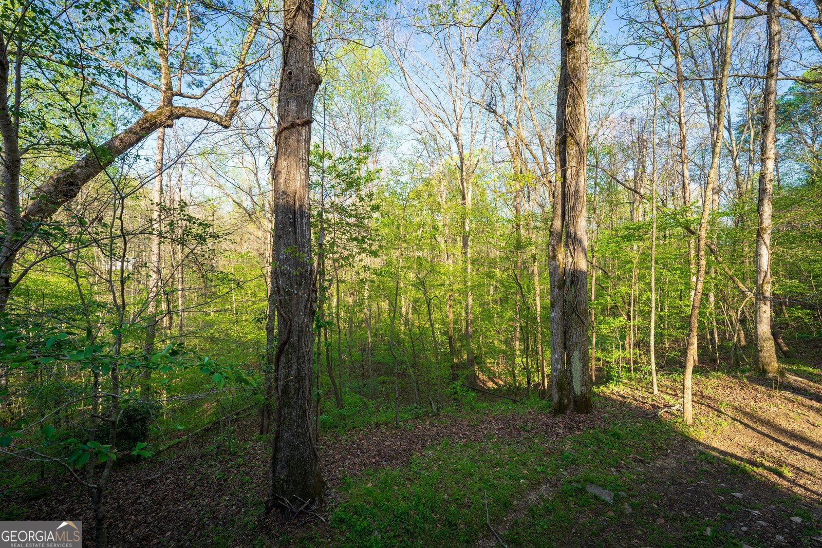 225 Angels Way Dahlonega - 86