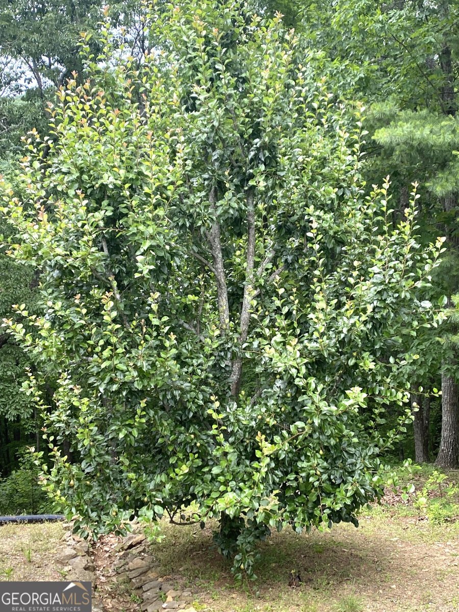 539 Dowel Circle Ellijay - 28