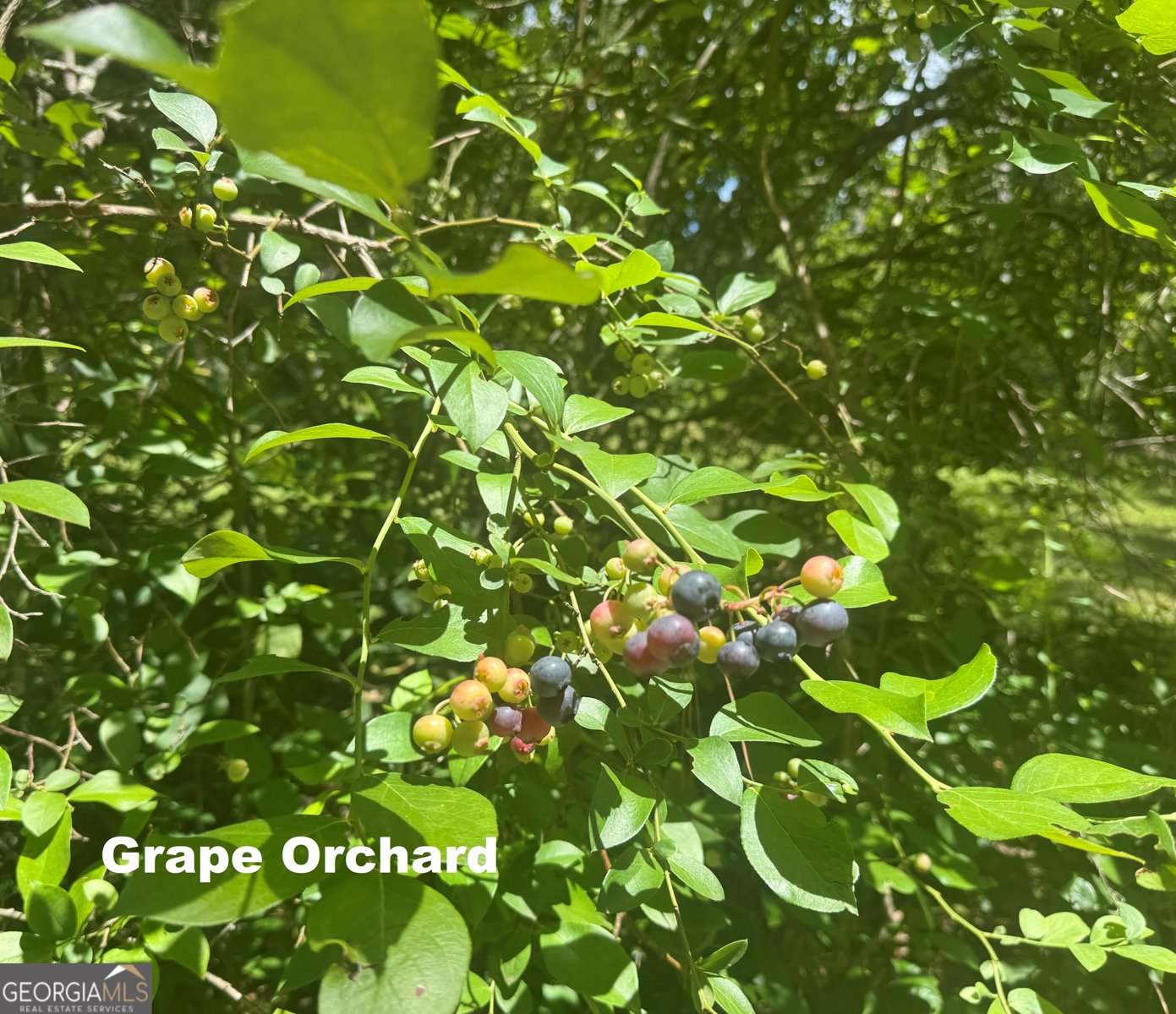 115 Shoal Creek Drive Sharpsburg - 58