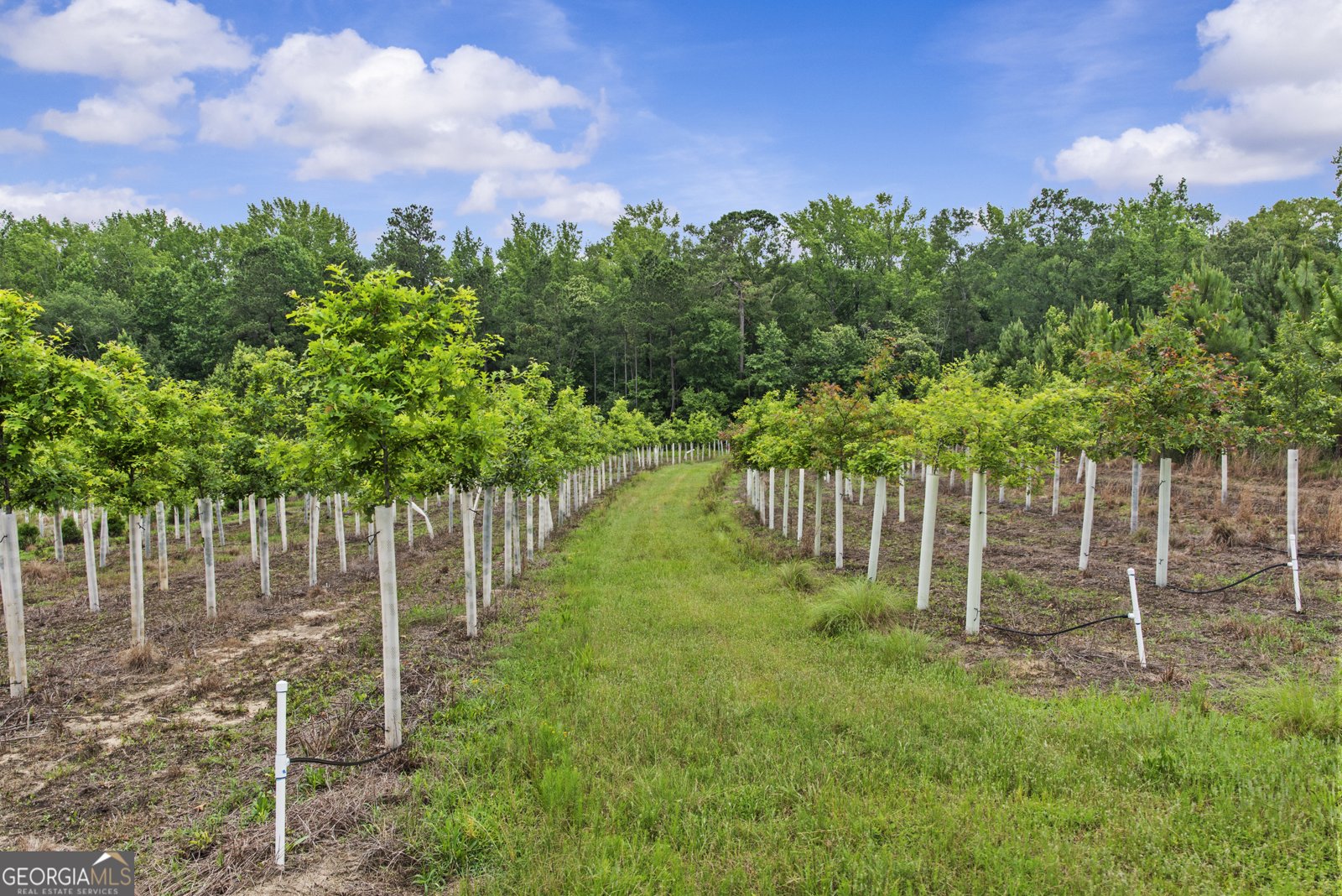 246 Moran Springs RD milledgeville - 9
