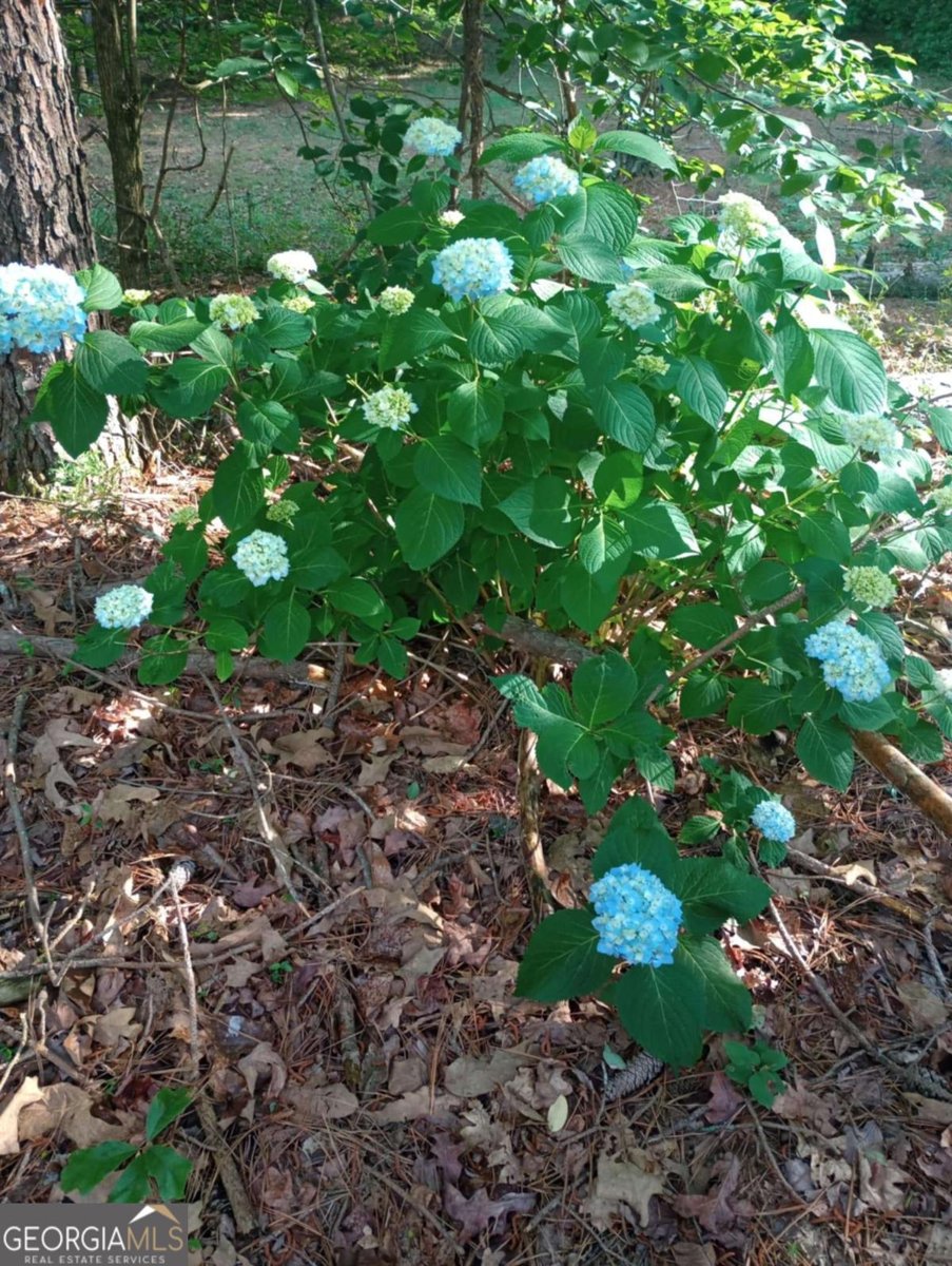 2110 Cromer Road Dewy Rose - 21