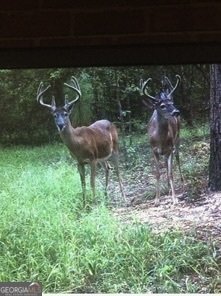 3978 WC Hodges Road Statesboro - 80