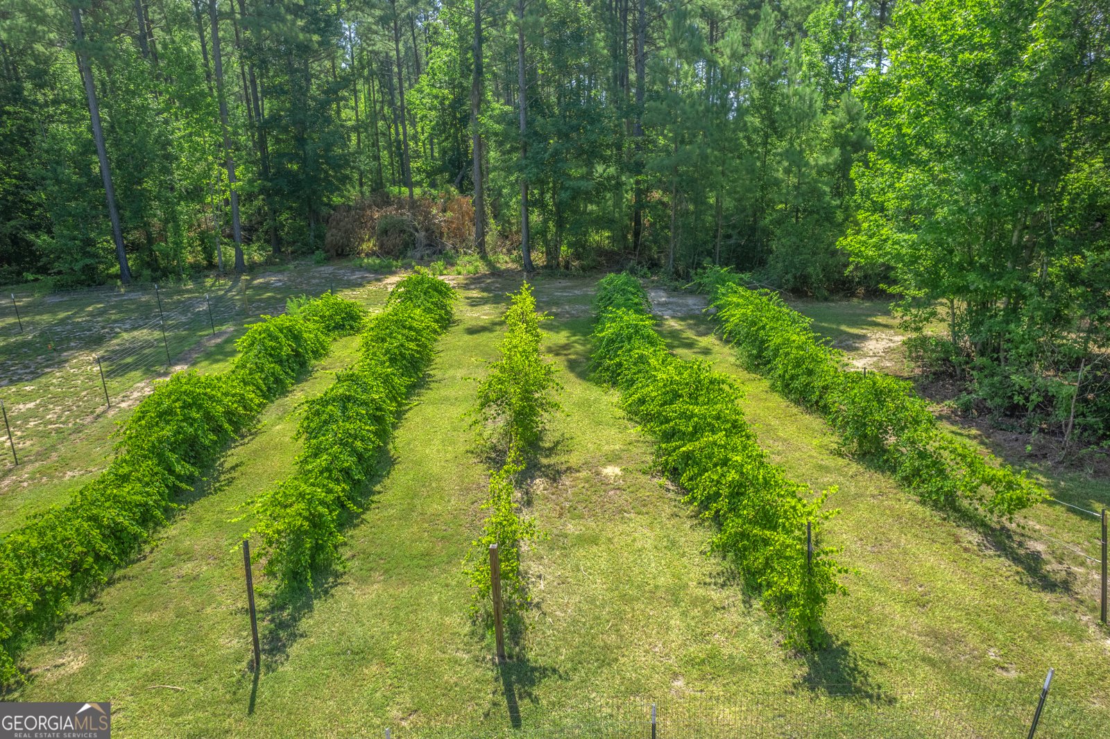 1269 Tarver Road Davisboro - 40
