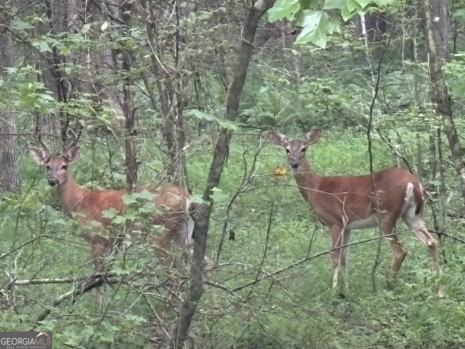 704 Gregory Drive Jasper - 37