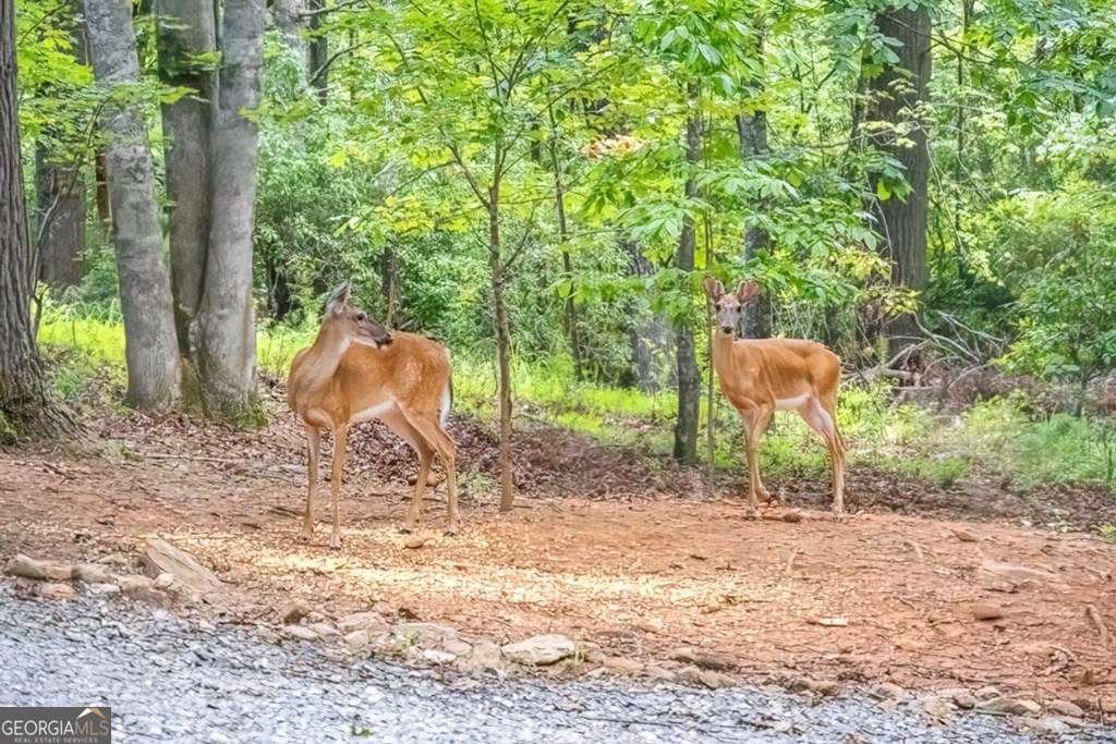 31 Highland Hammock Drive Blue Ridge - 23