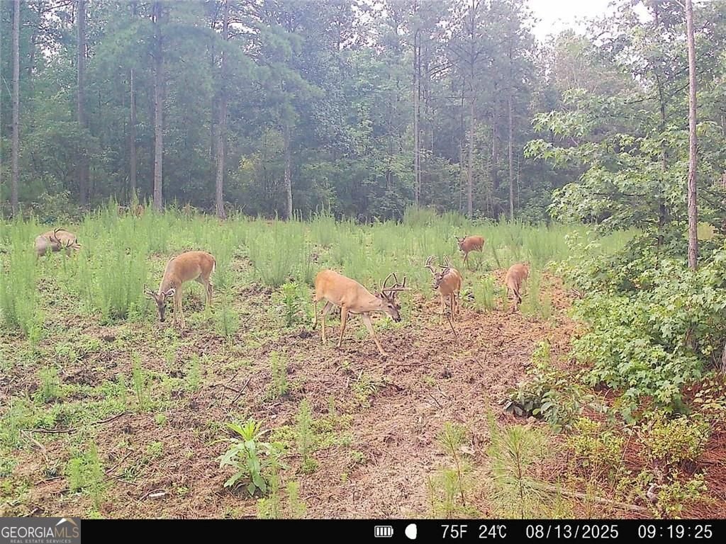 291 Kelly Road Cedartown - 3