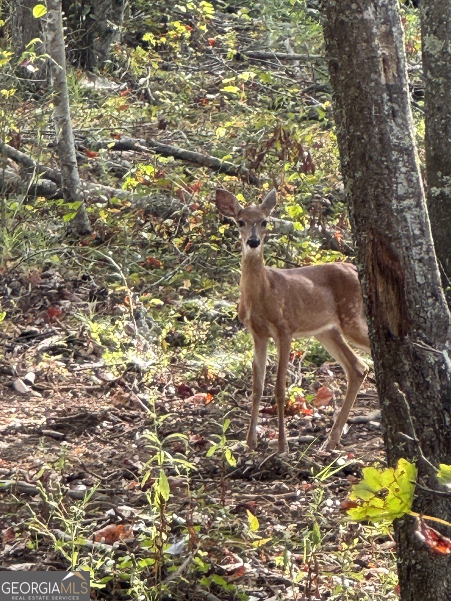 262 Corinth Five Points Road Buchanan - Photo 47