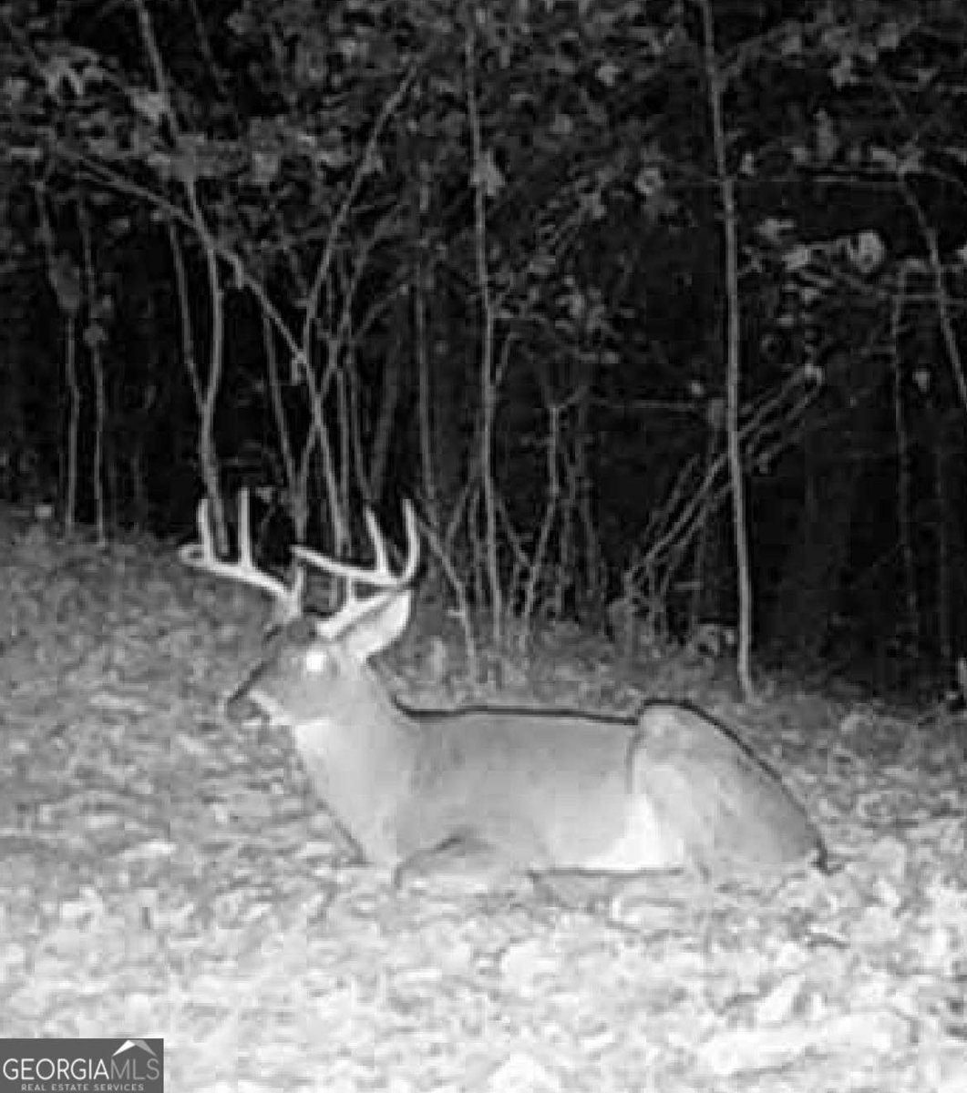 532 Ridley Road Dahlonega - 33