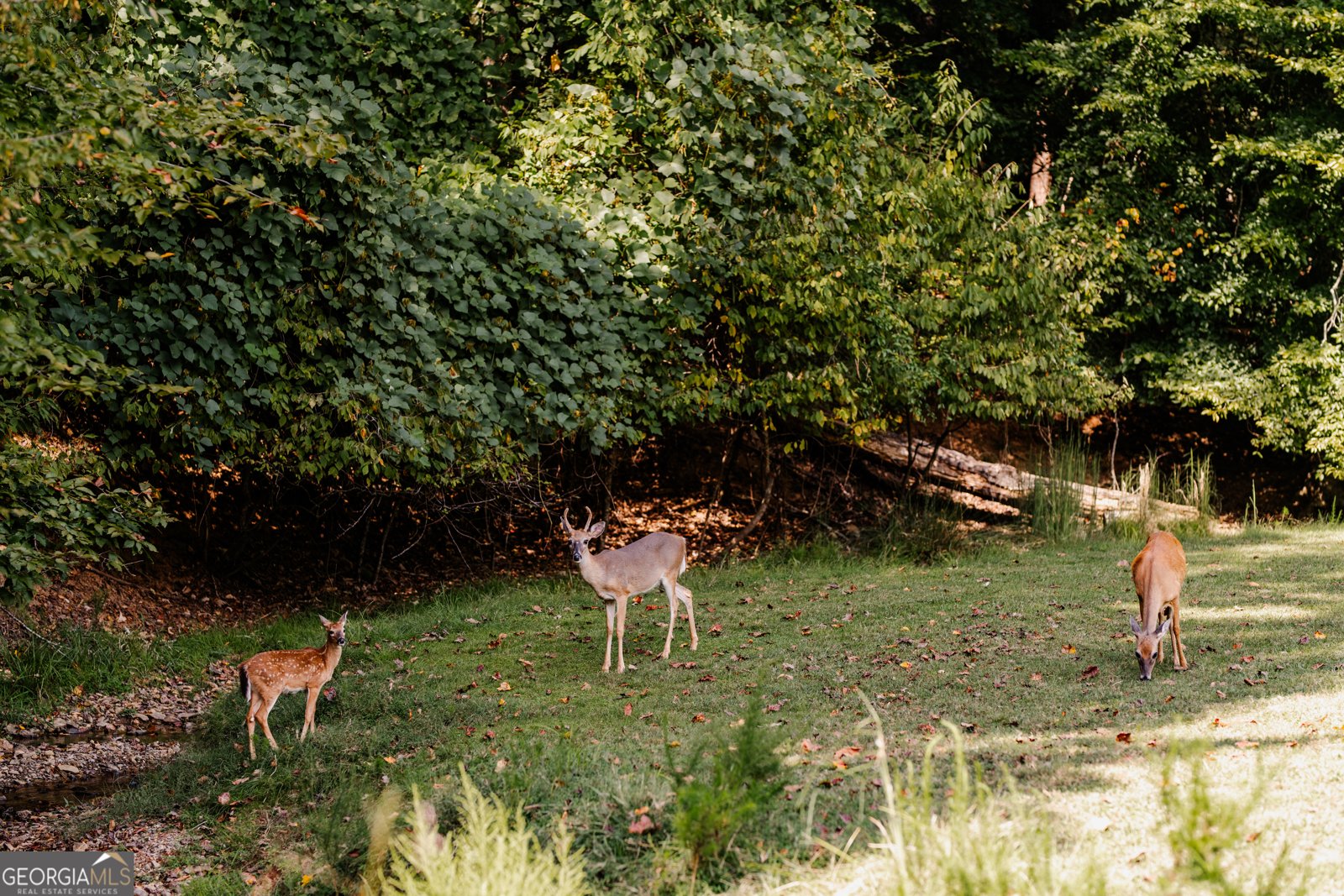 145 Rockingham Way Ellijay - 44