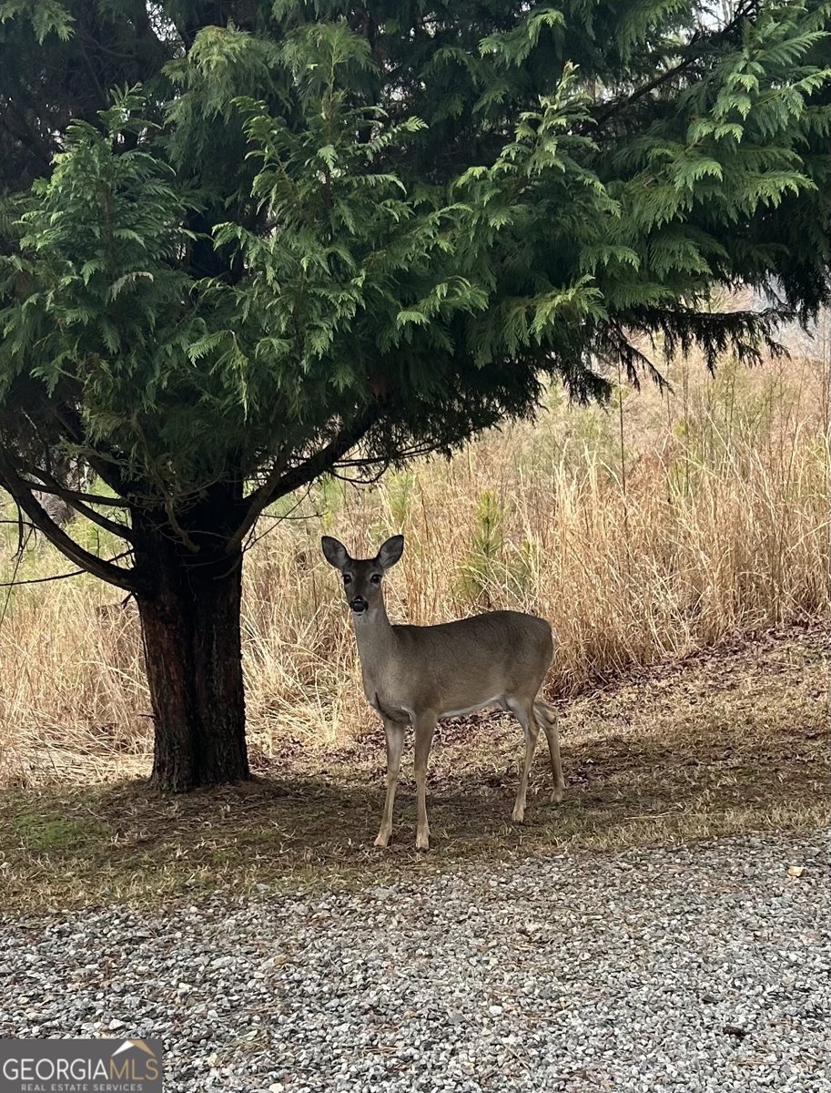 193 Alm Lane Ellijay - 23