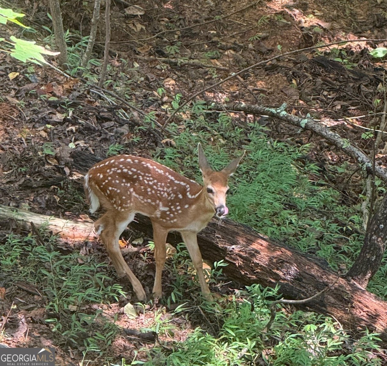 40 Dryad Court Ellijay - 20