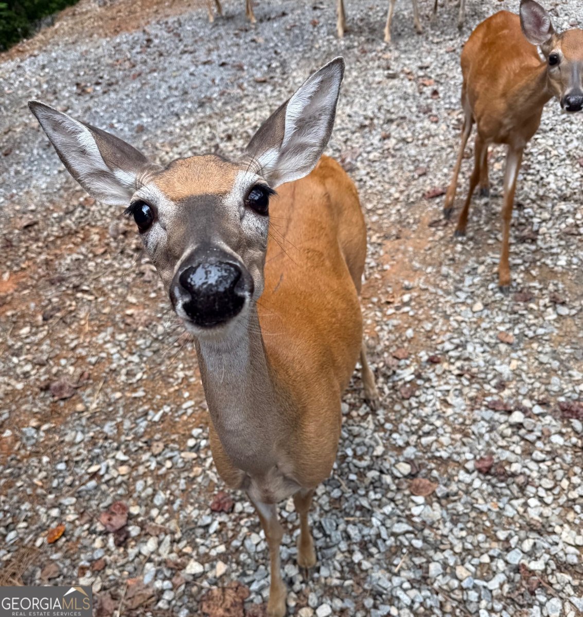 40 Dryad Court Ellijay - 21