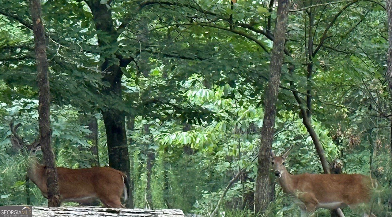 40 Dryad Court Ellijay - 22