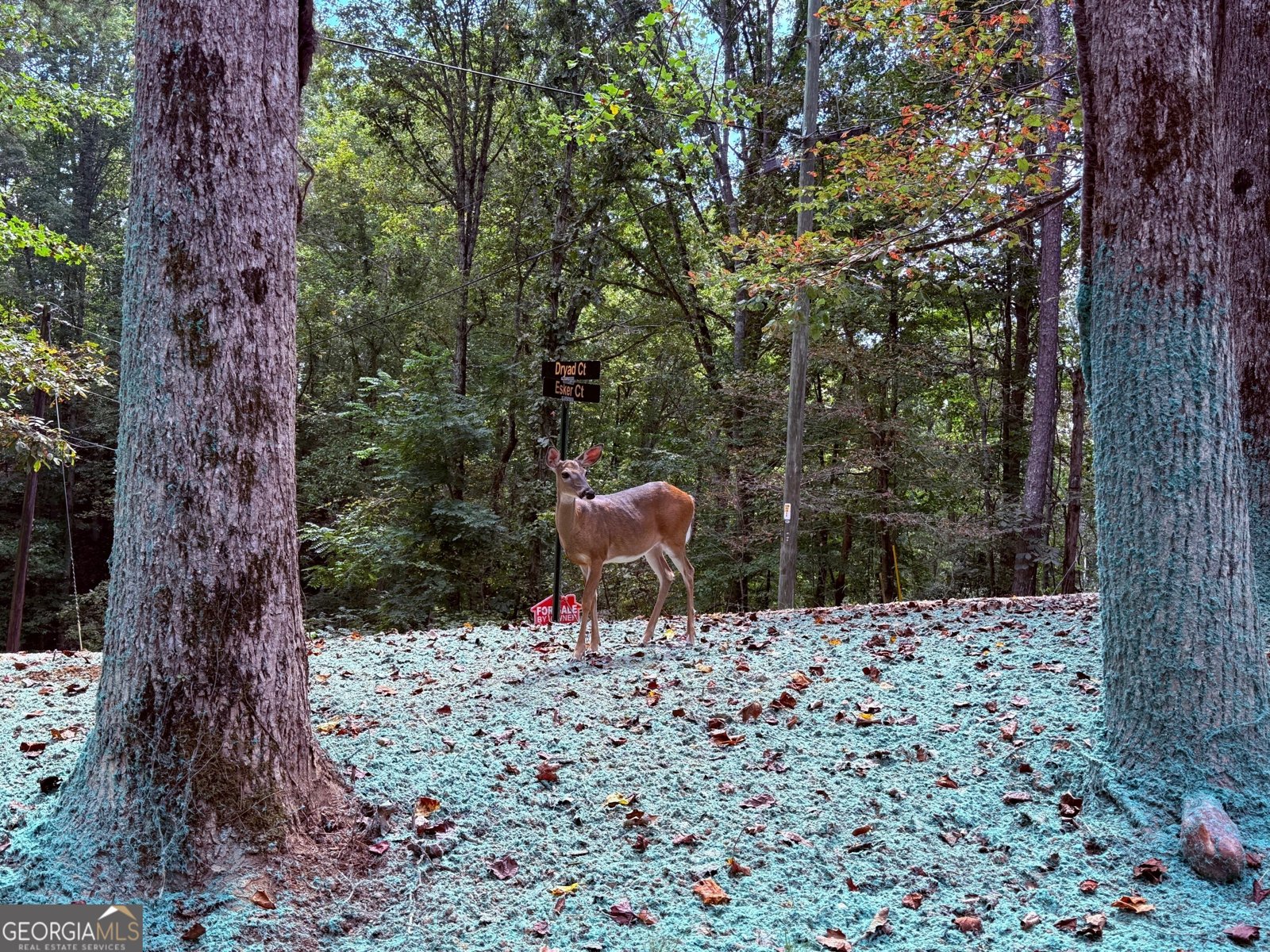 40 Dryad Court Ellijay - 24