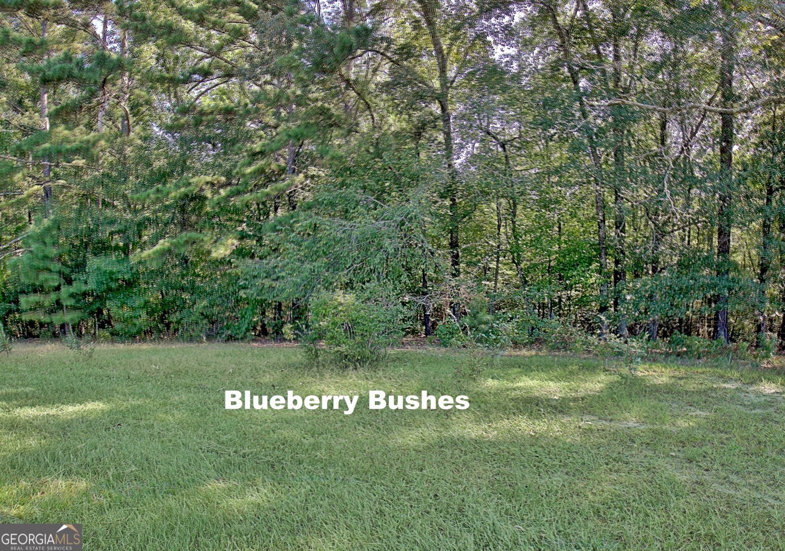 605 Rowe Road Senoia - 89