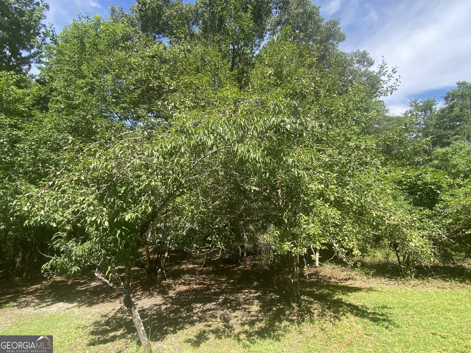 1455 Fred Hall Road Gordon - 17