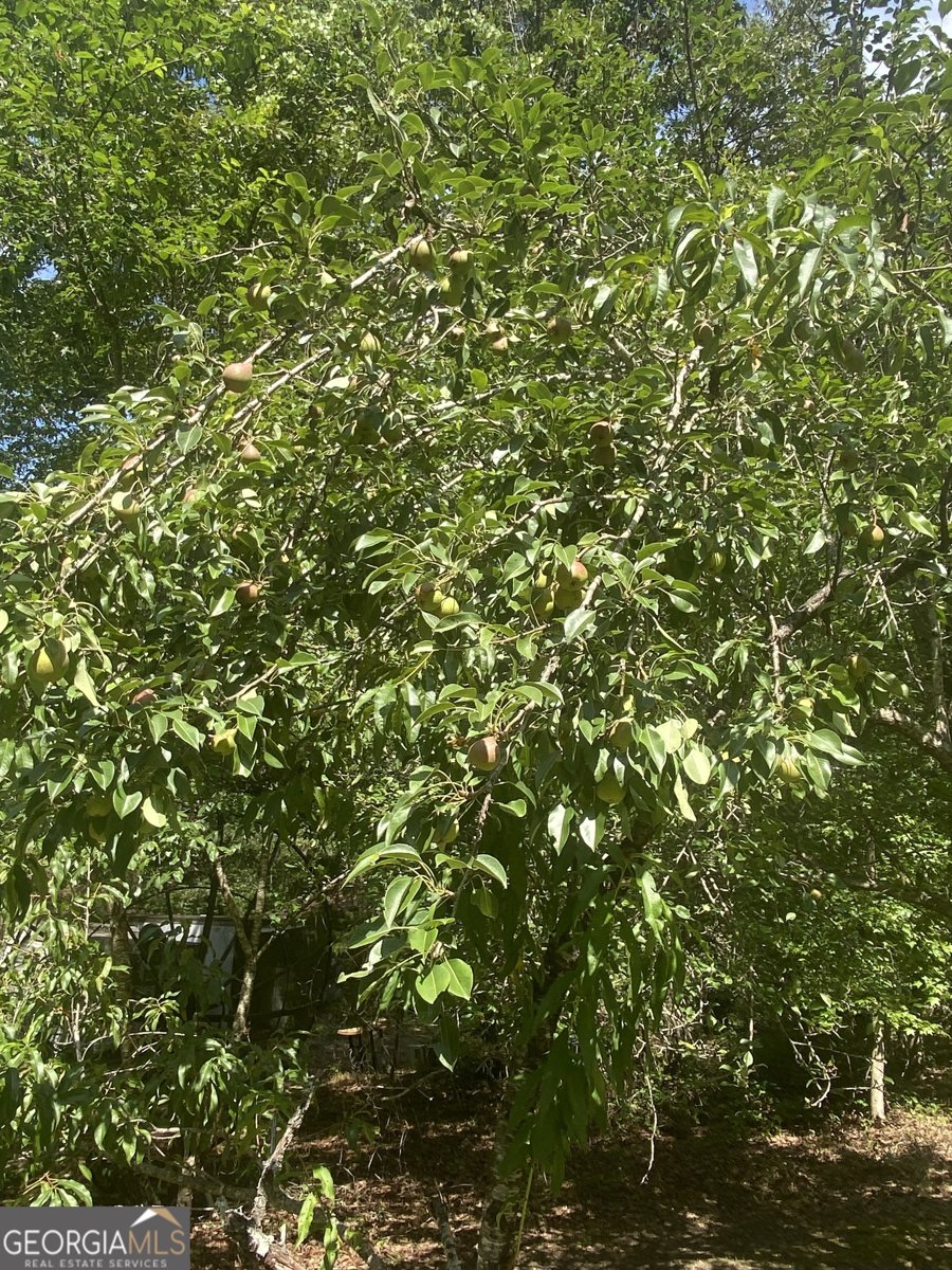 1455 Fred Hall Road Gordon - 19