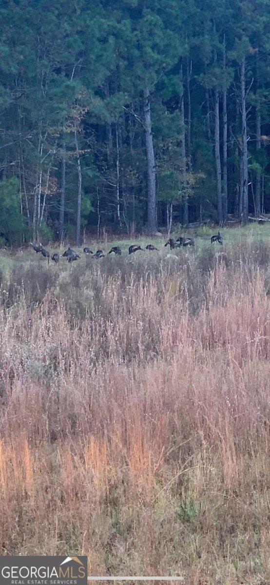 1455 Fred Hall Road Gordon - 21