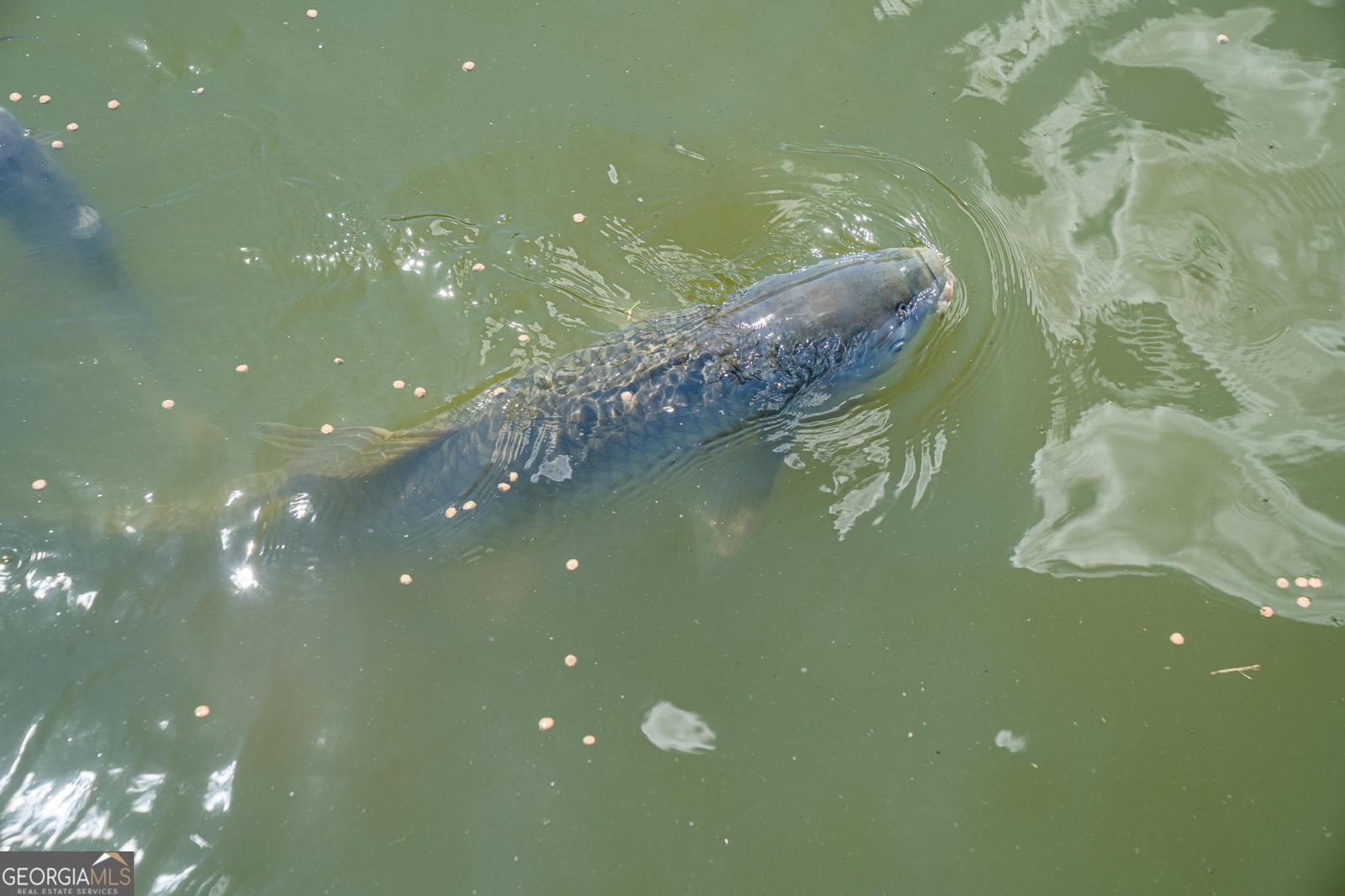 369 Abares Road Forsyth - 60