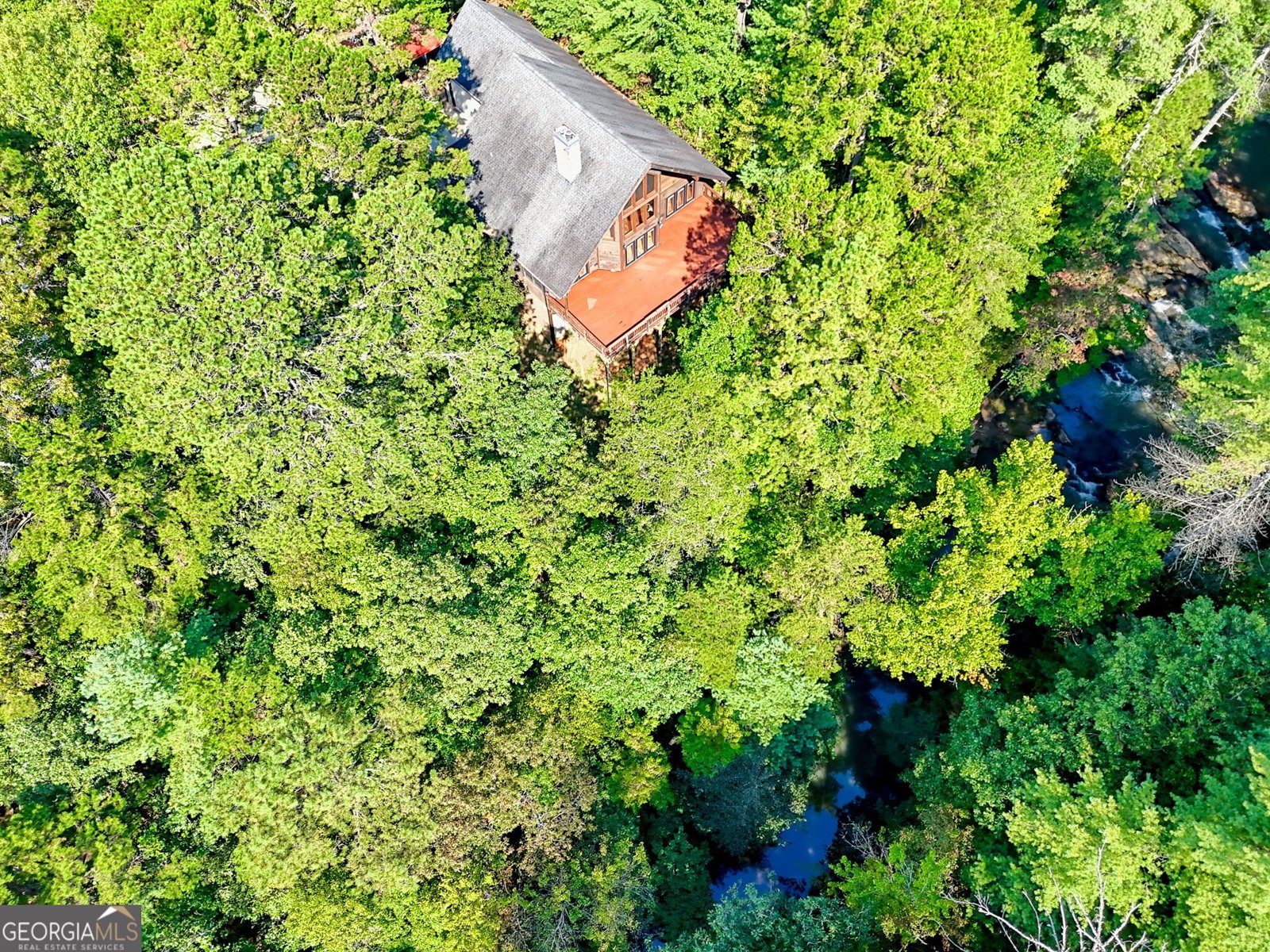 199 Camelia Lane Tiger - 101