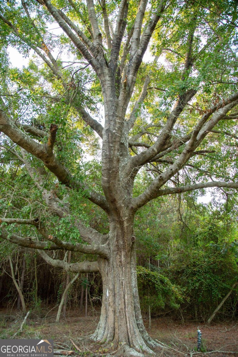 320 Bill Morris Road Baxley - 3