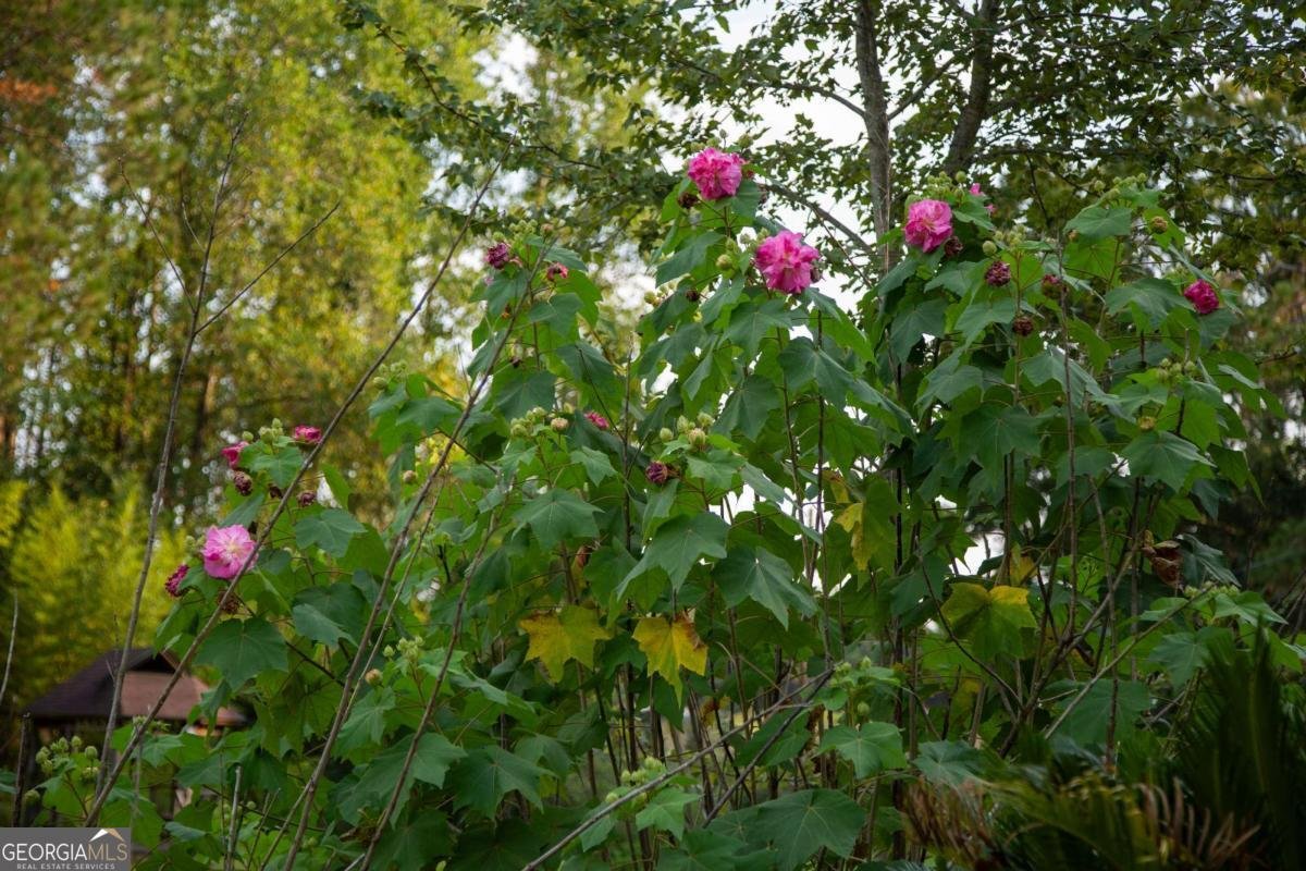 320 Bill Morris Road Baxley - 5