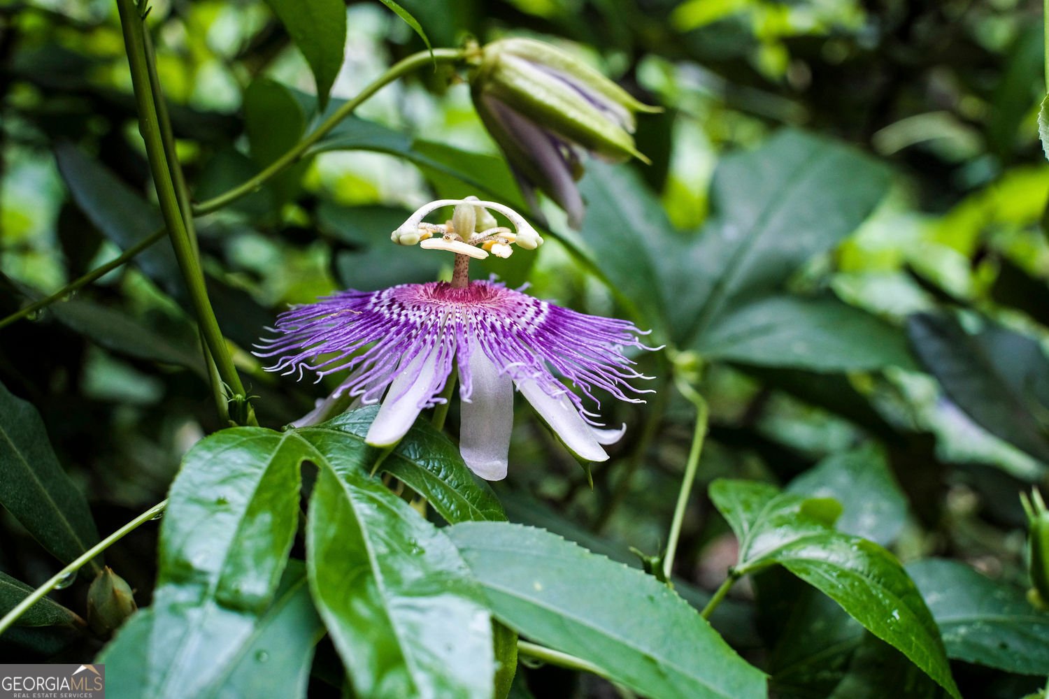 641 Dover Highlands Trail Ellijay - 33