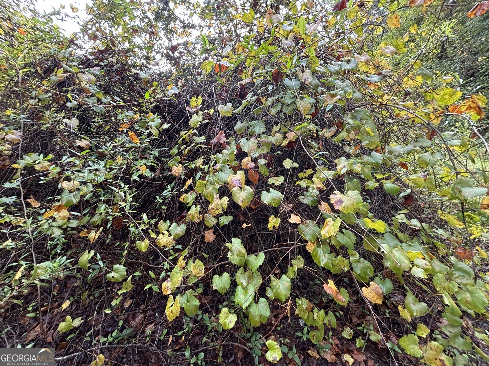 742 Cary Road Cochran - 33