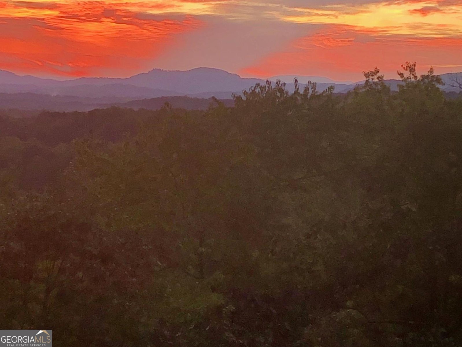 198 Monarch Butterfly Murphy - 1