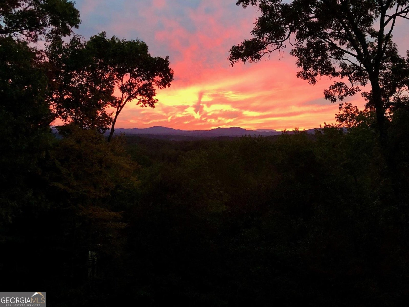 198 Monarch Butterfly Murphy - 2