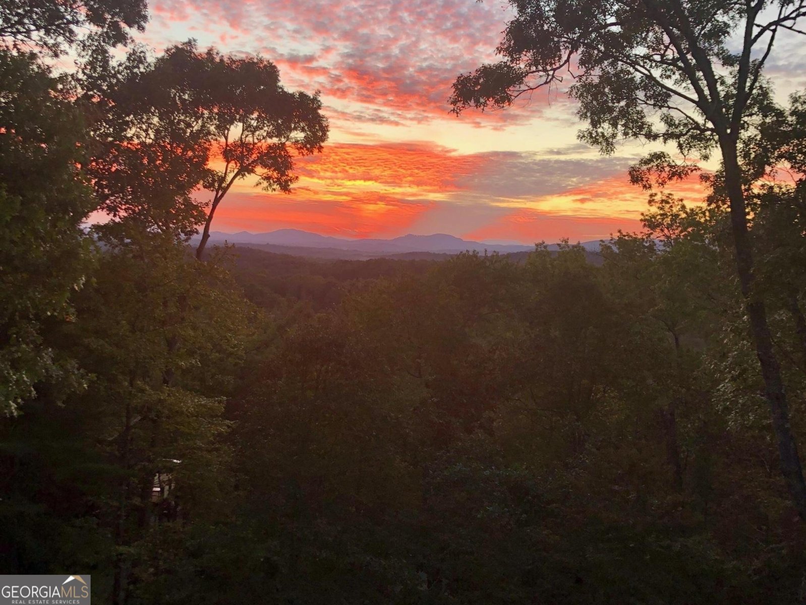 198 Monarch Butterfly Murphy - 49