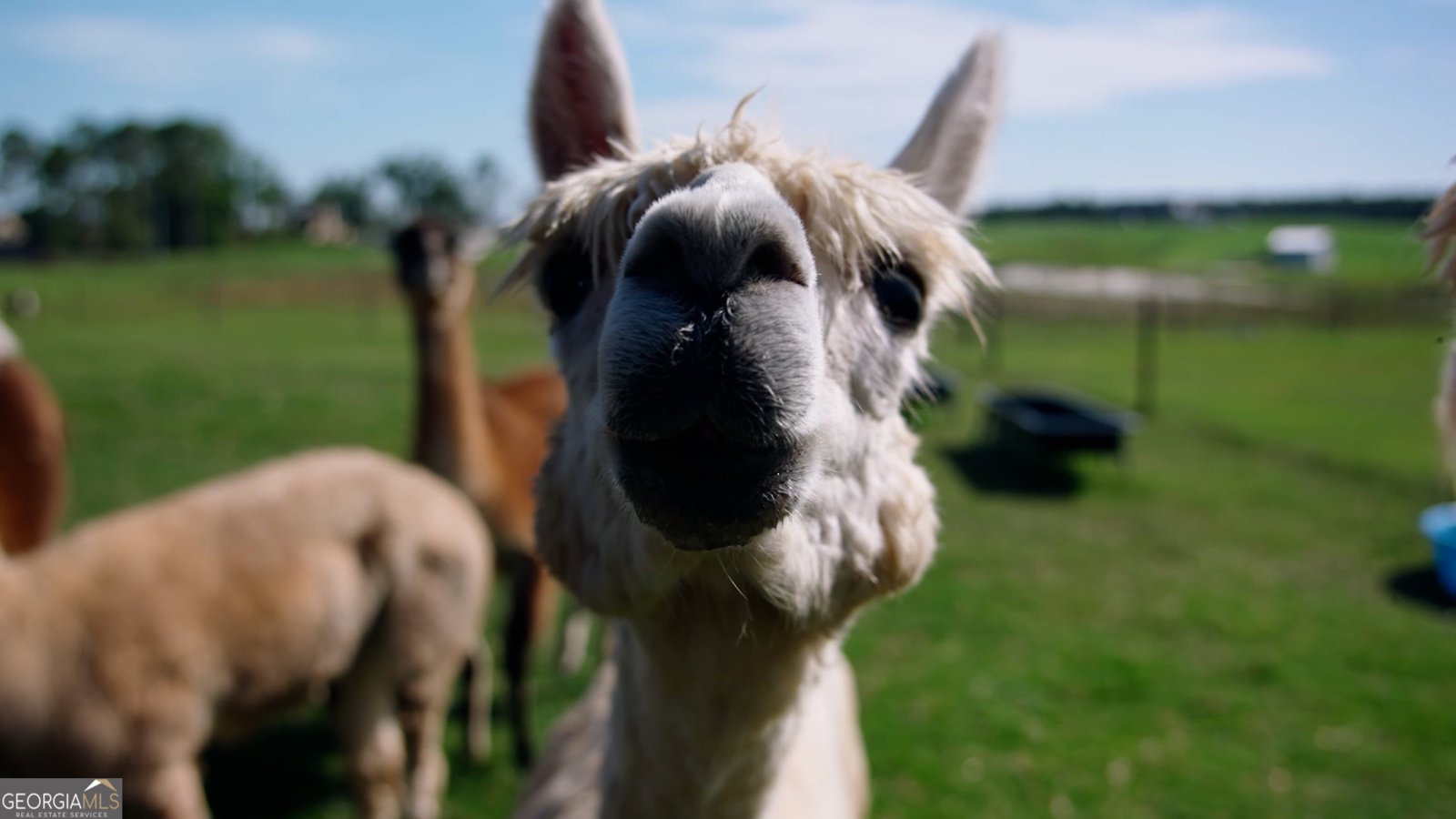 485 Beaver Kreek Road Douglas - Photo 29