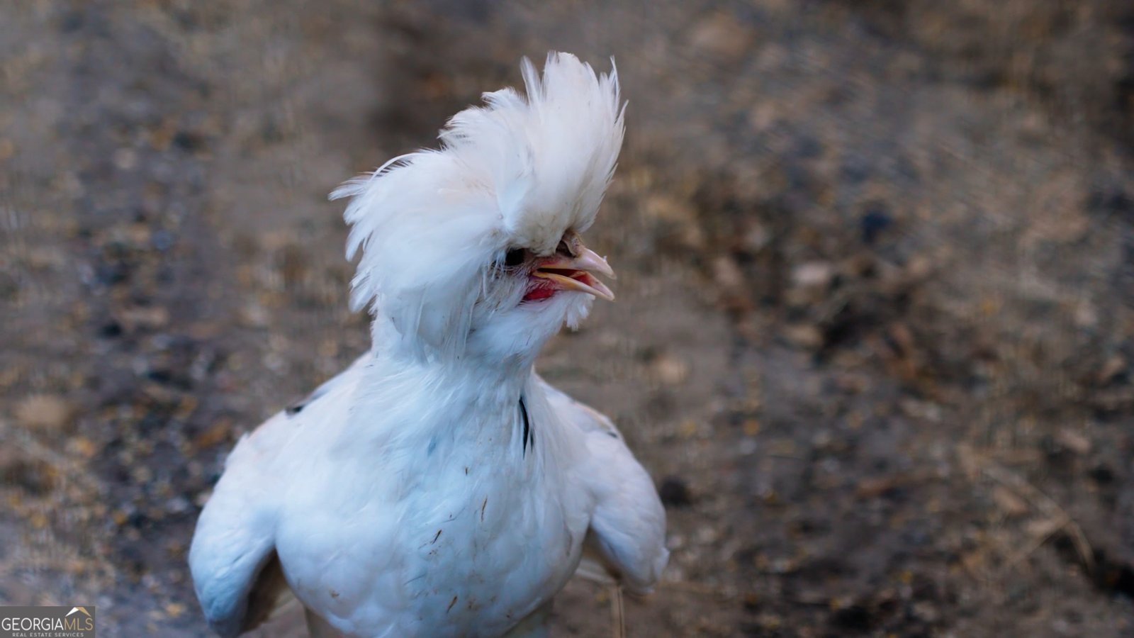 485 Beaver Kreek Road Douglas - Photo 39