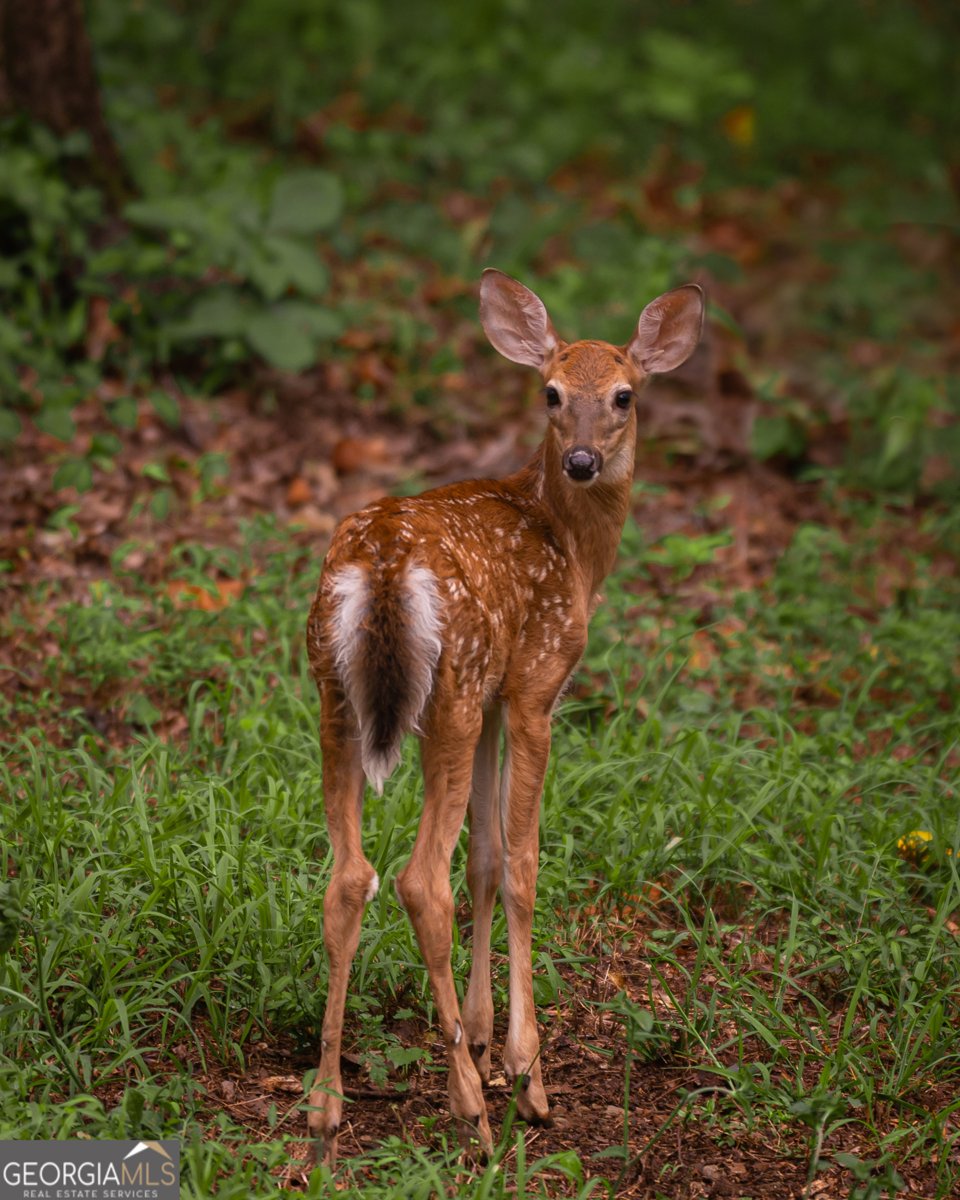 45 Sequoia Trail Martin - 33