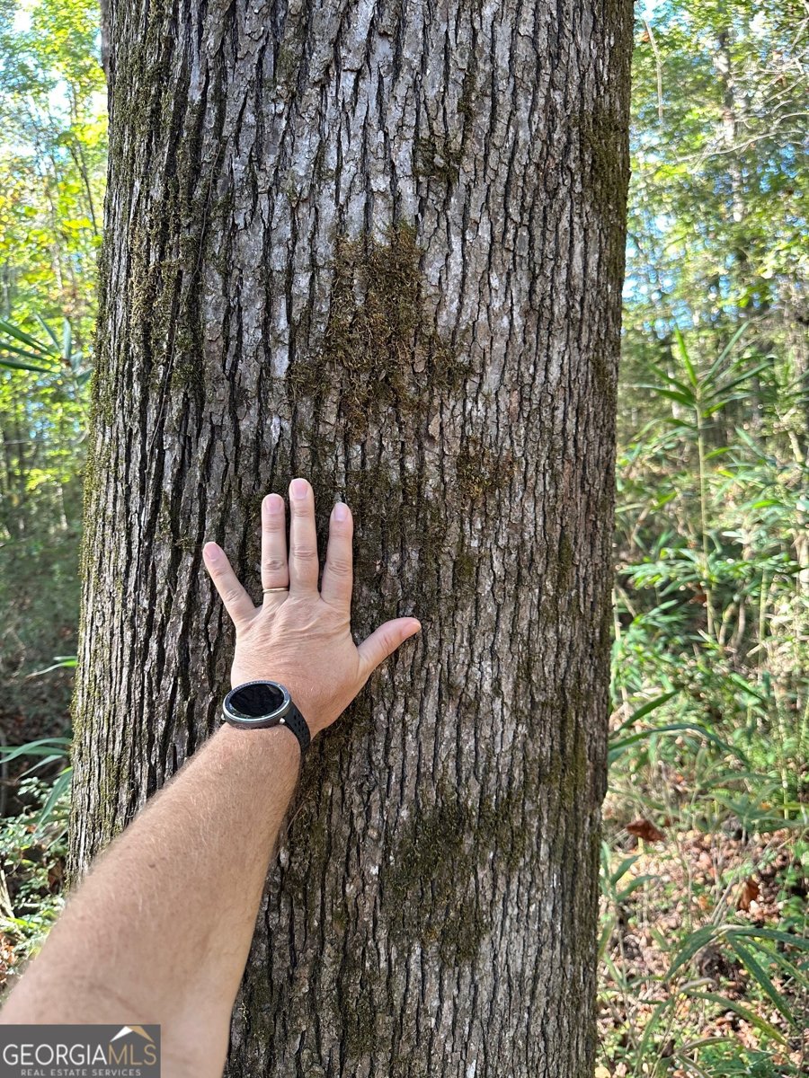 100 Mimosa Road Griffin - 28