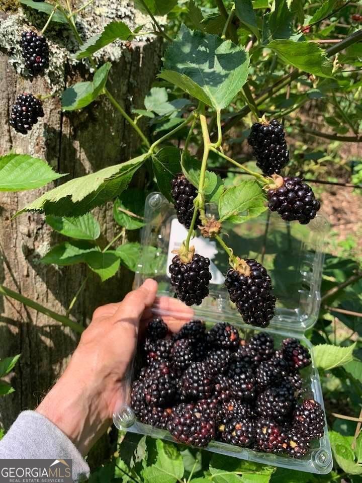 740 Little Rock Creek Road Cherry Log - 75