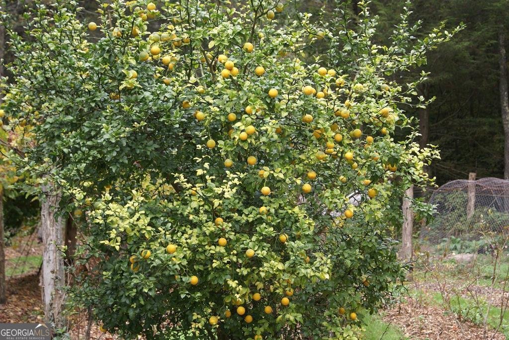 740 Little Rock Creek Road Cherry Log - 77