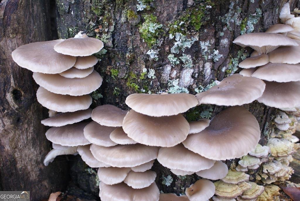 740 Little Rock Creek Road Cherry Log - 83