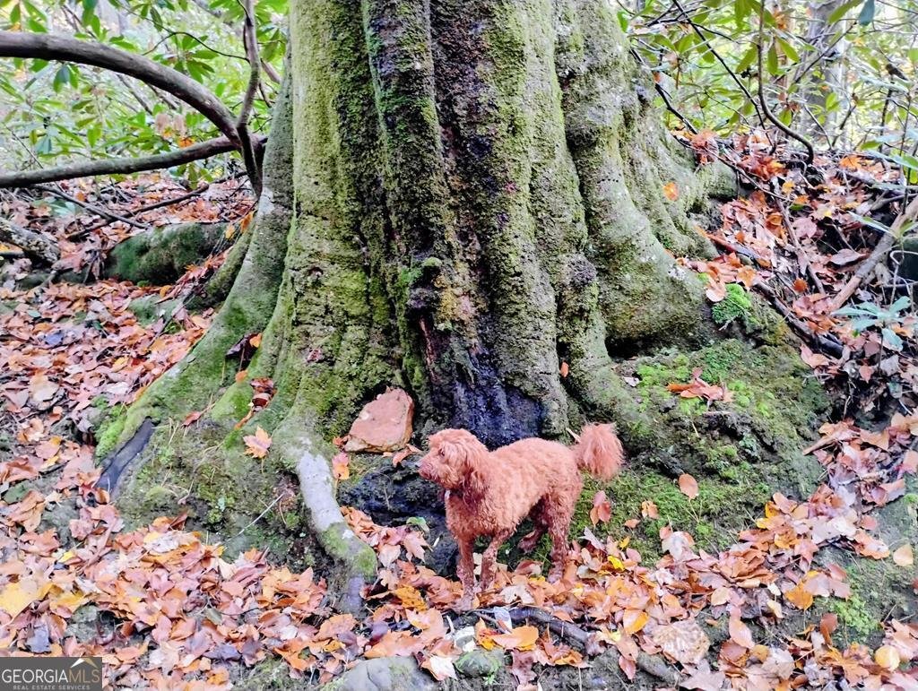 740 Little Rock Creek Road Cherry Log - 84