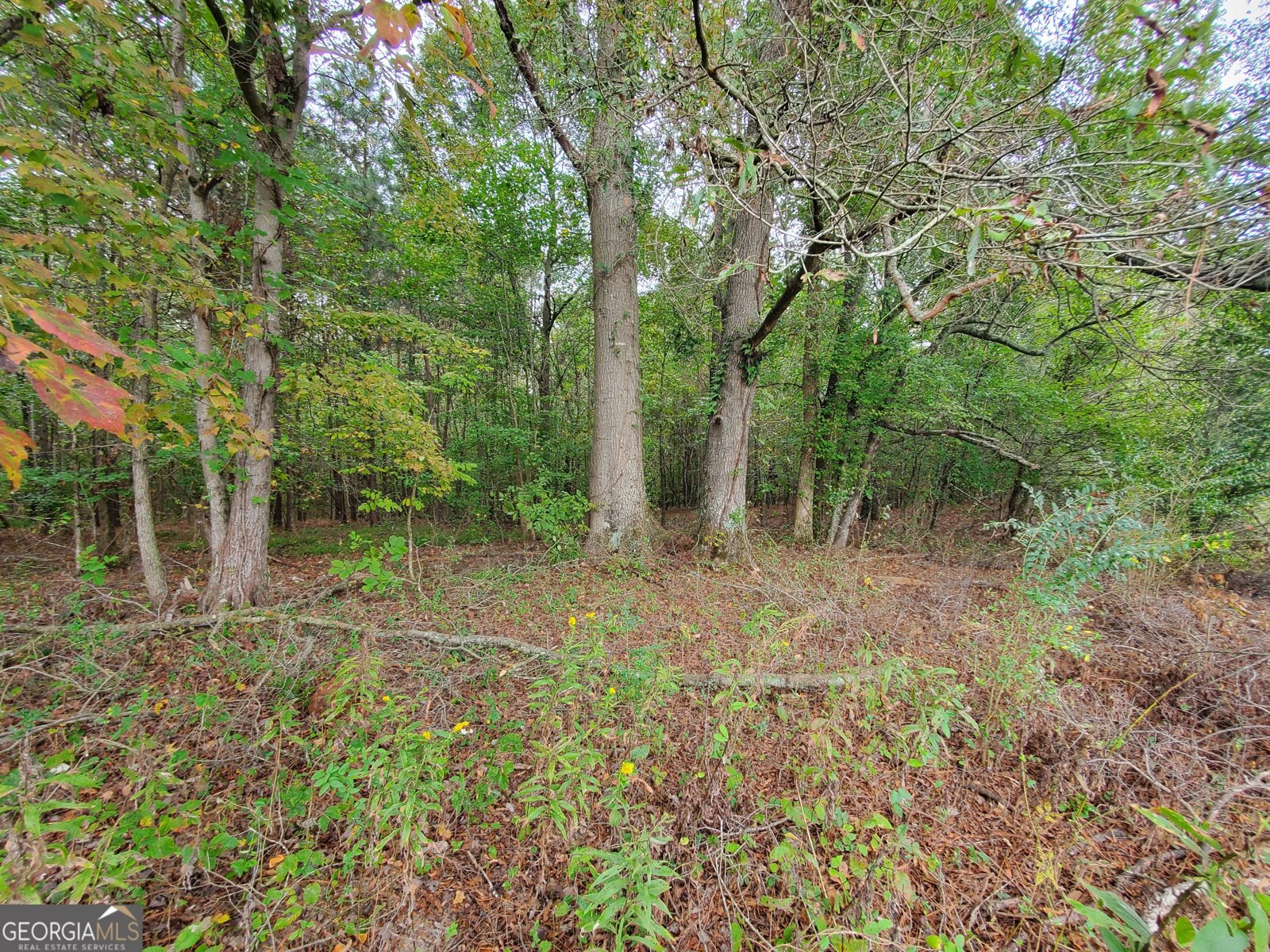 876 Cline Road Resaca - 51