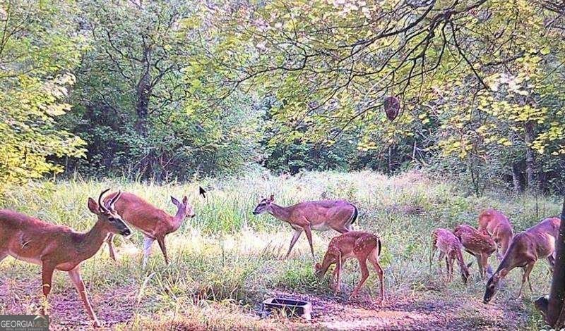 455 Cliff Nelson Road Taylorsville - 42