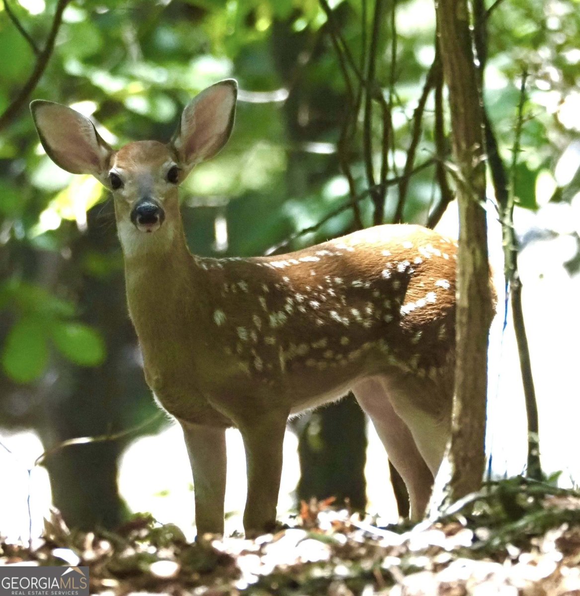 134 Rockhound Drive Dahlonega - 21