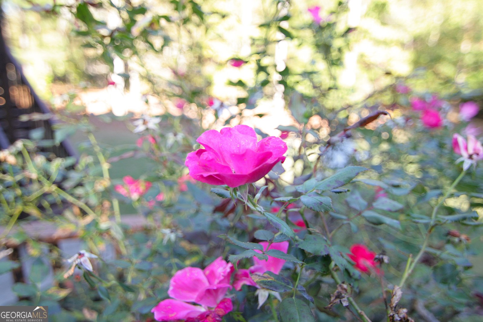 25 Magnolia Place Court Senoia - 93